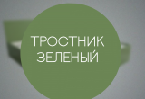 Кровать Комфорт КР 1200 120х180 (Зеленый Тростник)