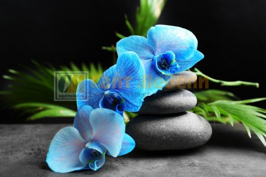 Стол стеклянный раздв. с фотопечатью, ноги изогнутые хром (Орхидея голубая)