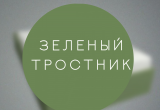 Кровать-тахта односпальная Комфорт без спинки КР 800 80х190 (Зеленый тростник)