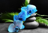 Стол стеклянный раздв. с фотопечатью, ноги изогнутые хром (Орхидея голубая)